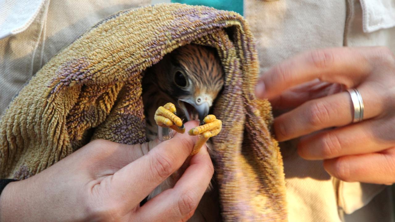 injured falcon with a blanket