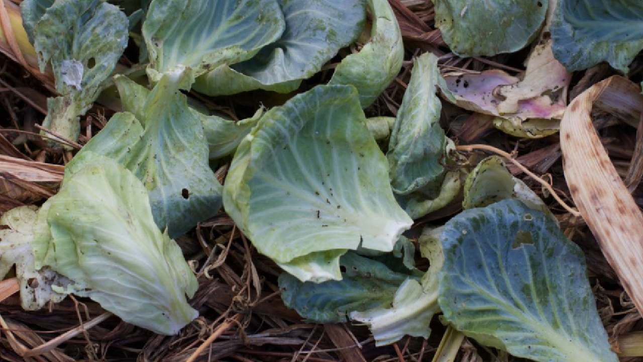 cabbage leaves back to the soil