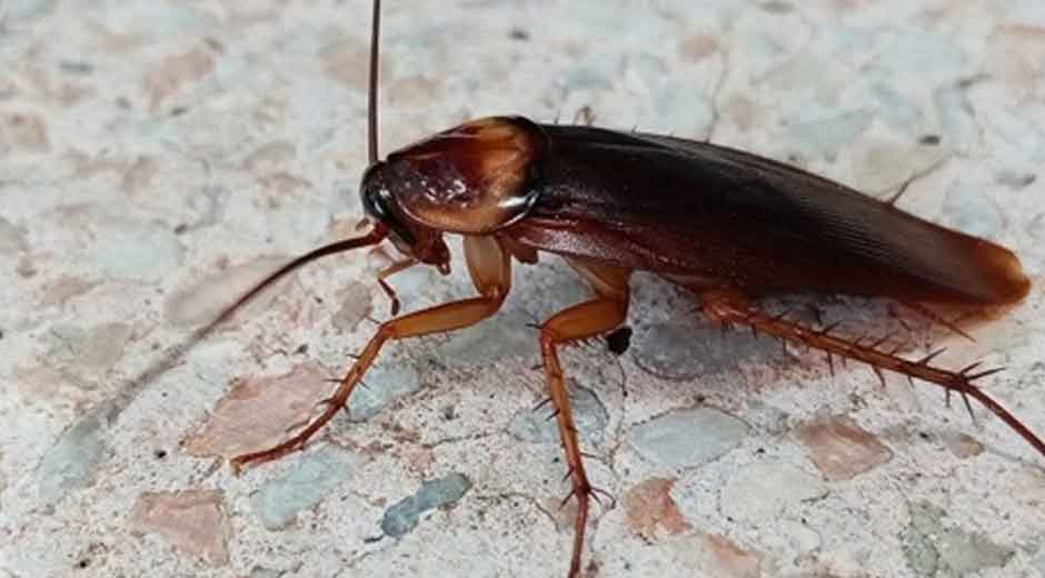 How Pest Control Techniques in Anaheim Have Evolved to Tackle Stubborn Pests