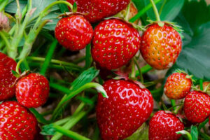 How to Plant and Care for Strawberry Plants at Home